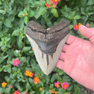 Megalodon Shark Tooth - Authentic Fossil