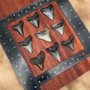 Puede incluir: Una colección de ocho dientes de tiburón fosilizados sobre una superficie de madera con una regla para la escala. Los dientes son de varios tonos de gris y negro, y algunos tienen un revestimiento de esmalte blanco.