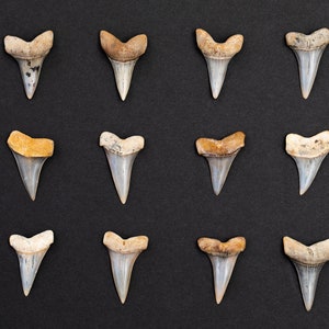 High Quality Mako Shark Teeth (1 Fossil Tooth Per Order)