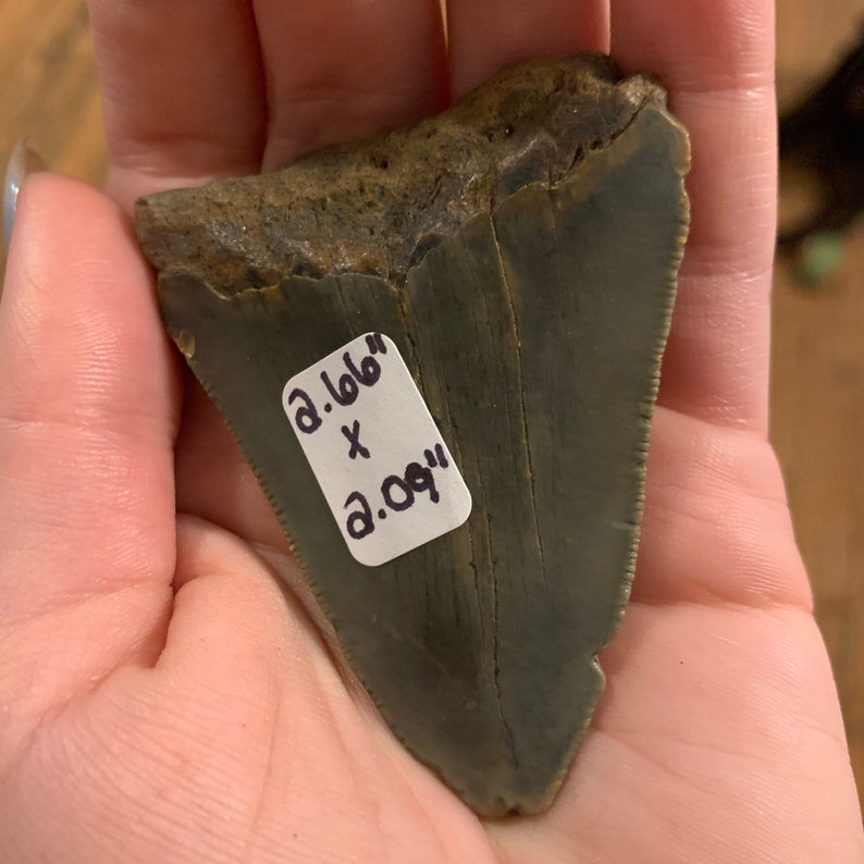 Authentic Megalodon Shark Tooth