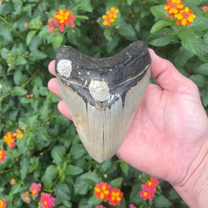 Megalodon Shark Tooth - Authentic Fossil
