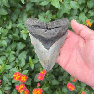Megalodon Shark Tooth - Authentic Fossil