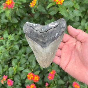 Megalodon Shark Tooth - Authentic Fossil