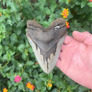 Megalodon Shark Tooth - Authentic Fossil