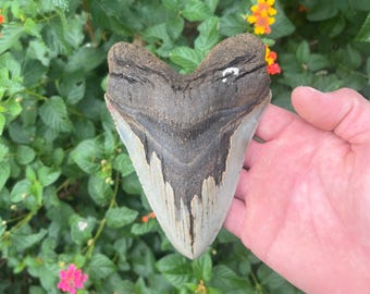 Megalodon Shark Tooth - Authentic Fossil