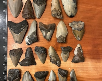 Authentic 2 Inch Megalodon Shark Tooth | Each fossil varies from 1.75”- 3” in length