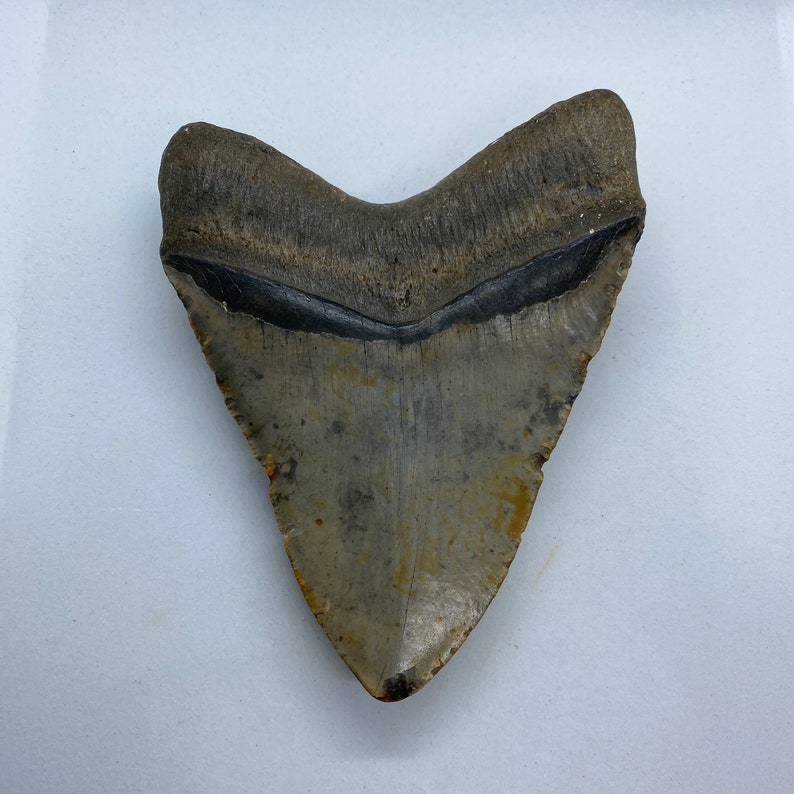 5.25 x 4.07 diver-direct Megalodon Shark Tooth Authentic Fossil