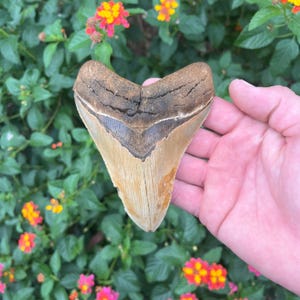 Megalodon Shark Tooth - Authentic Fossil