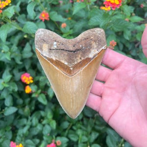 Musuem Quality Megalodon Tooth - Authentic Fossil