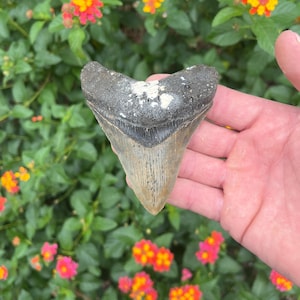 Megalodon Shark Tooth - Authentic Fossil