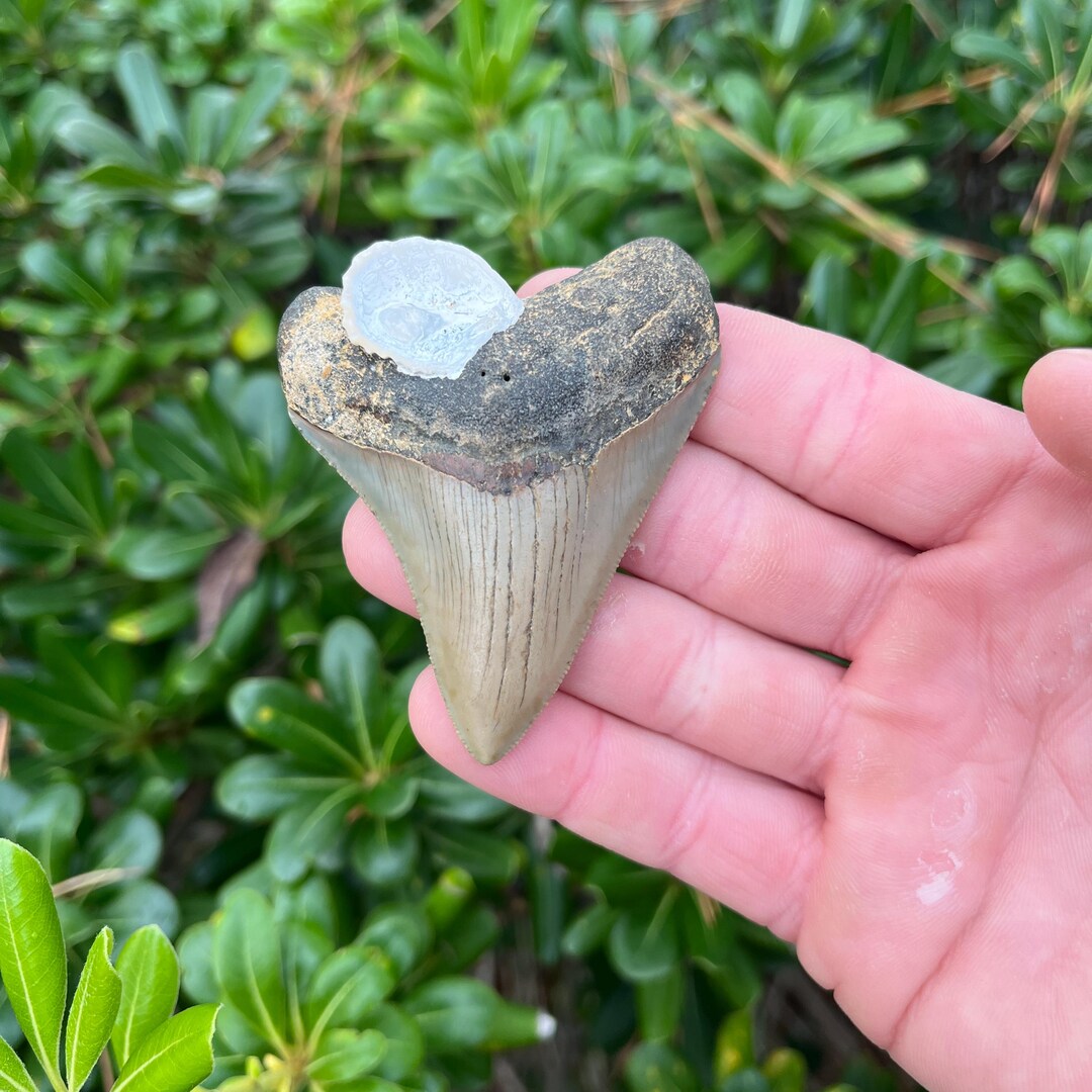 Authentic 2.8” Megalodon Shark Tooth - All Natural Fossil With Shell - Etsy