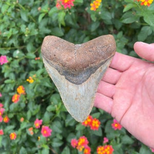 Megalodon Shark Tooth - Authentic Fossil