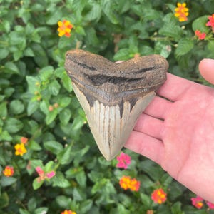 Megalodon Shark Tooth - Authentic Fossil