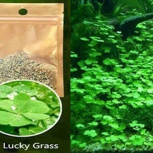 Aquarium Grass Seeds (Lucky Clover) Aquarium plant