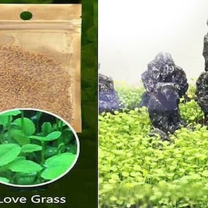 アクアリウムグラス種子（ラブグラス）アクアリウム植物5g