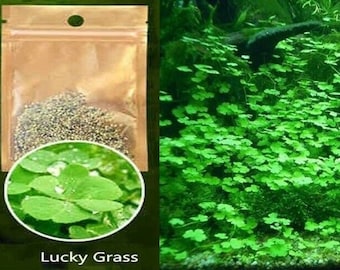 Aquarium Grass Seeds (Lucky Clover) Aquarium plant
