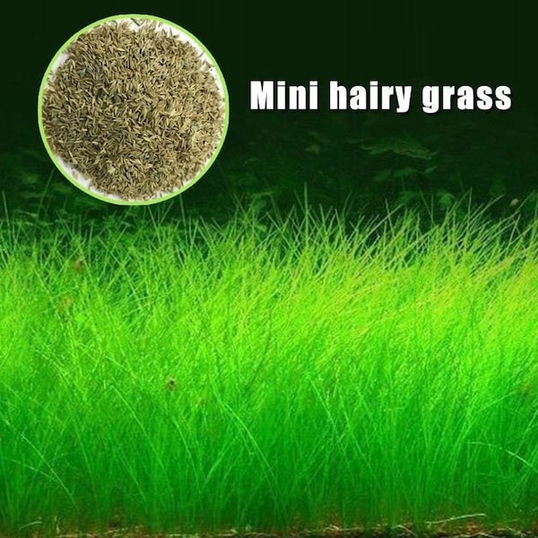 Aquarium Grass Seeds (Small Cow Hair Grass) Aquarium plant