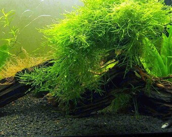 aquarium etsy