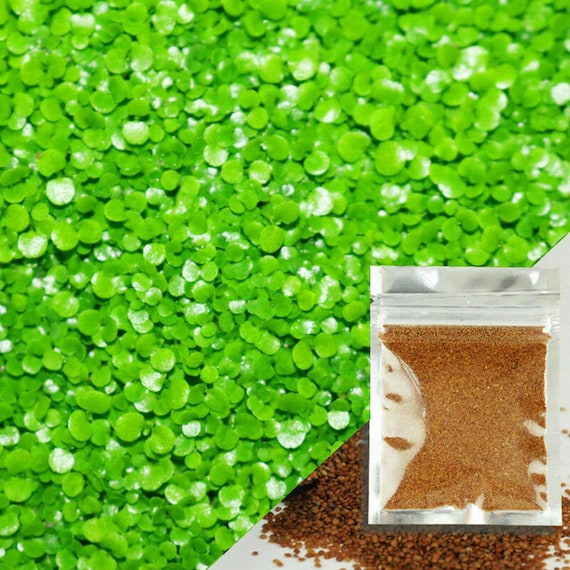 Small Leaf Seeds . Aquarium Plant - Etsy