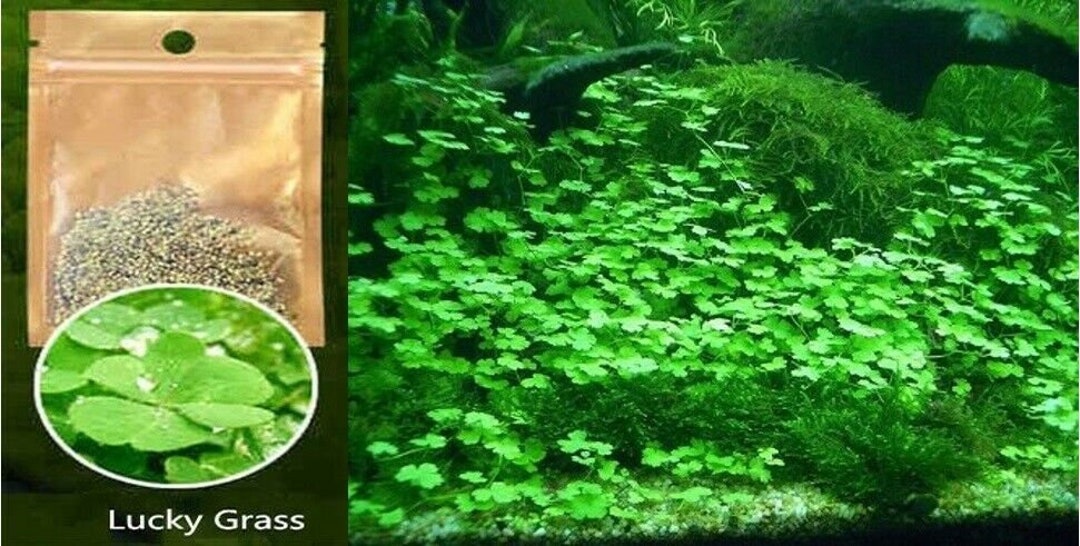 Opticase Love Grass Aquarium Grass Plants Seeds 10g About 5000+ Aquatic Leaf Carpet Water Grass Live Pond Plant Seedsfish Aquatic Water Grass Decoreas