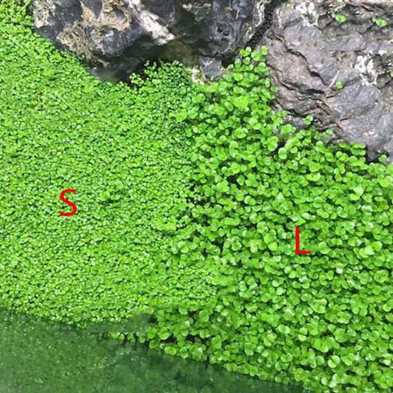 Water grass mud ceramsite sand sand fish tank bottom sand aquarium  landscaping package water grass seed