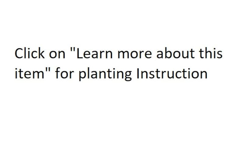 Peut inclure: Texte sur fond blanc qui indique "Cliquez sur "En savoir plus sur cet article" pour les instructions de plantation"