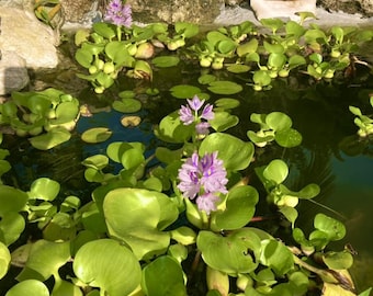 Water Hyacinth Pond Plant: Natural Bio Filter, Oxygenating