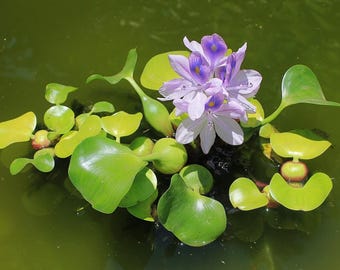 Live Water Hyacinth Pond Plant: Natural Bio Filter, Algae Control