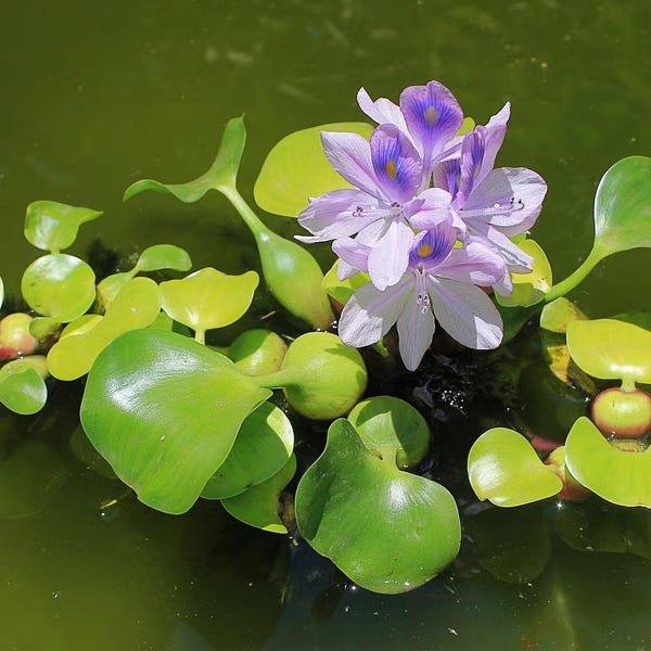 Live Water Hyacinth Pond Plant: Natural Bio Filter, Algae Control