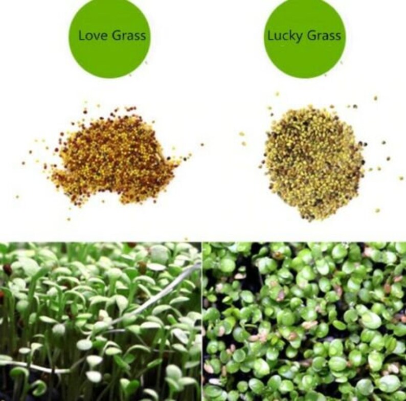 Aquarium Grass Seeds love Grass Aquarium Plant 5g Etsy