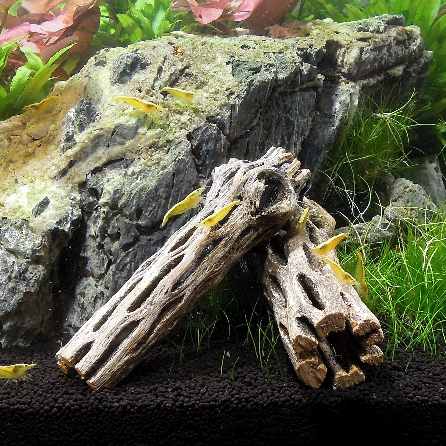 Cholla Wood 6 inches. Excellent for Aquarium and decoration. Etsy