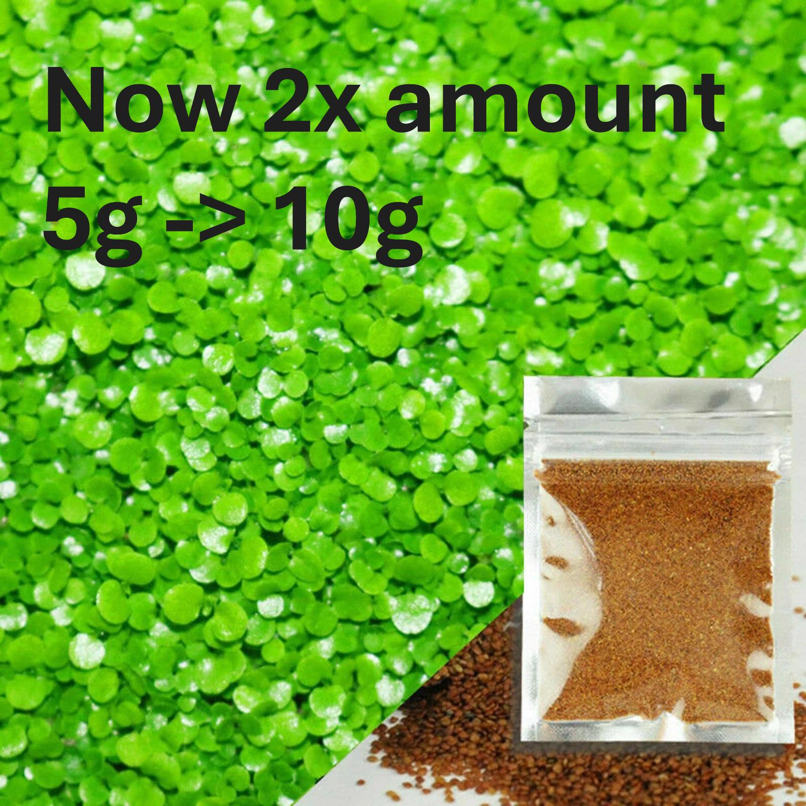 Small Leaf Seeds . Aquarium plant