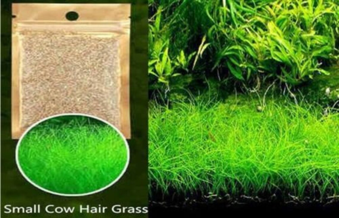 Aquarium Grass Seeds Small Cow Hair Grass Aquarium plant Etsy