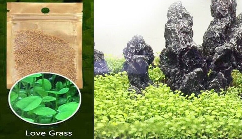 Aquarium Grass Plants Seeds - Small Cowhair Grass - Onyx Aqua Farm