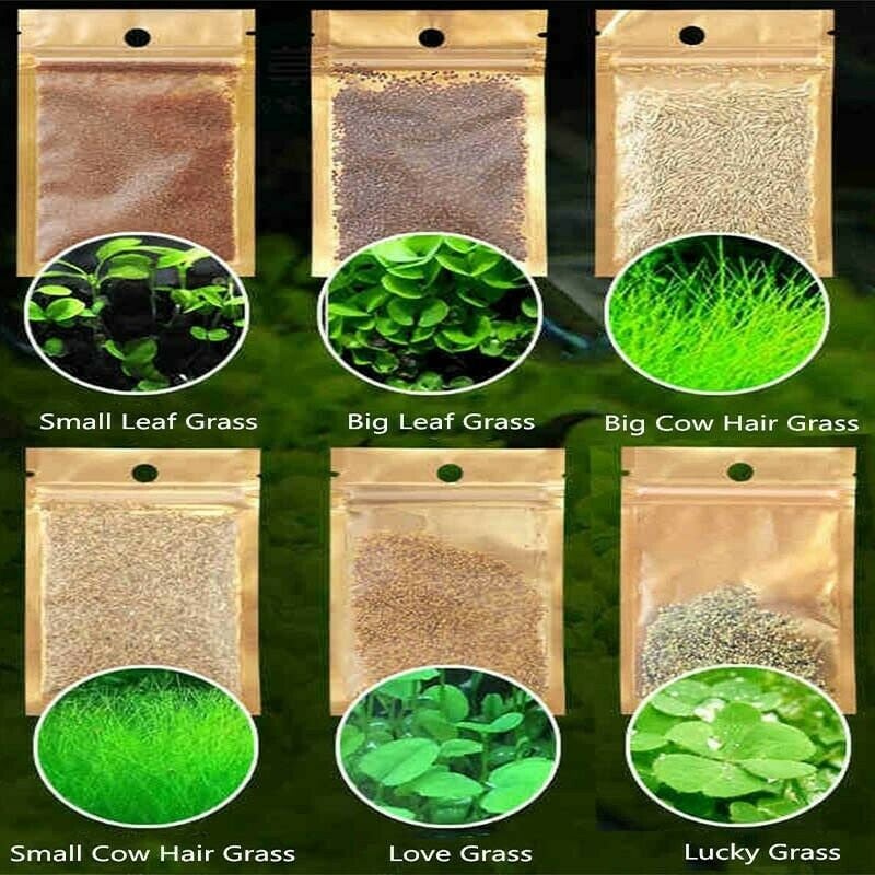 4 Pack Aquarium Grass Seeds for Planting Big Cọw Hair Grass Seeds Small Leaf /Big Leaf 20g Aquarium Plant Seeds Love Grass 