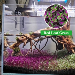 Aquarium Grass Seeds 10g (Red Leaf) Aquarium plant