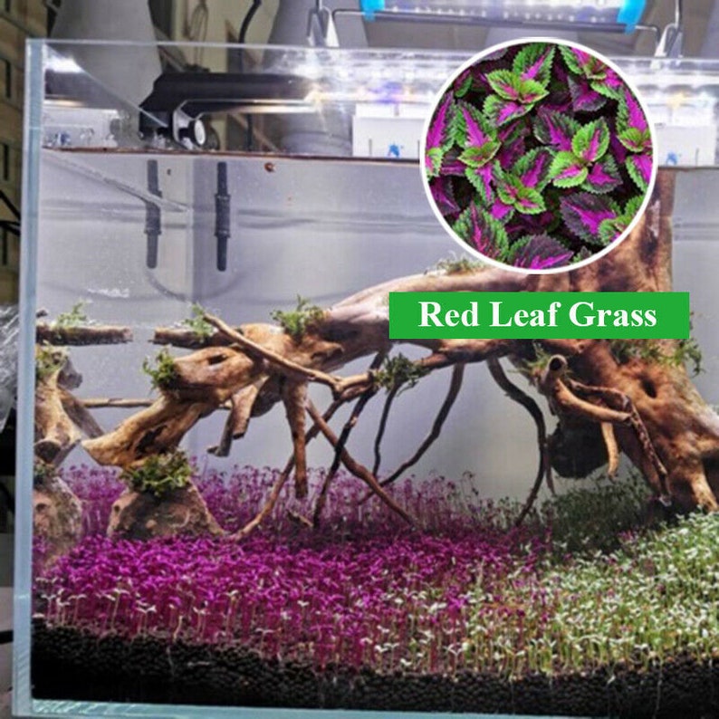 Peut inclure: Un aquarium en verre avec une grande branche de bois flott&eacute; et un lit de plantes aquatiques rouges et vertes. Le texte "Red Leaf Grass" est visible sur l'image.