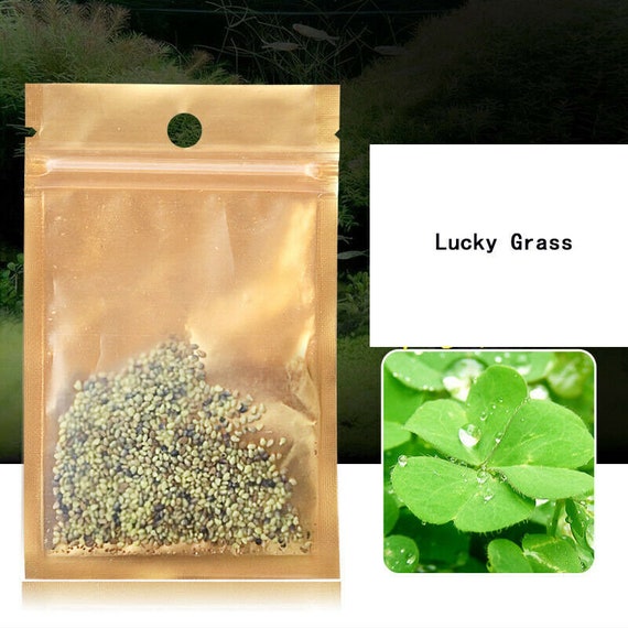 Aquarium Grass Seeds (lucky Clover) Aquarium Plant - Etsy Canada