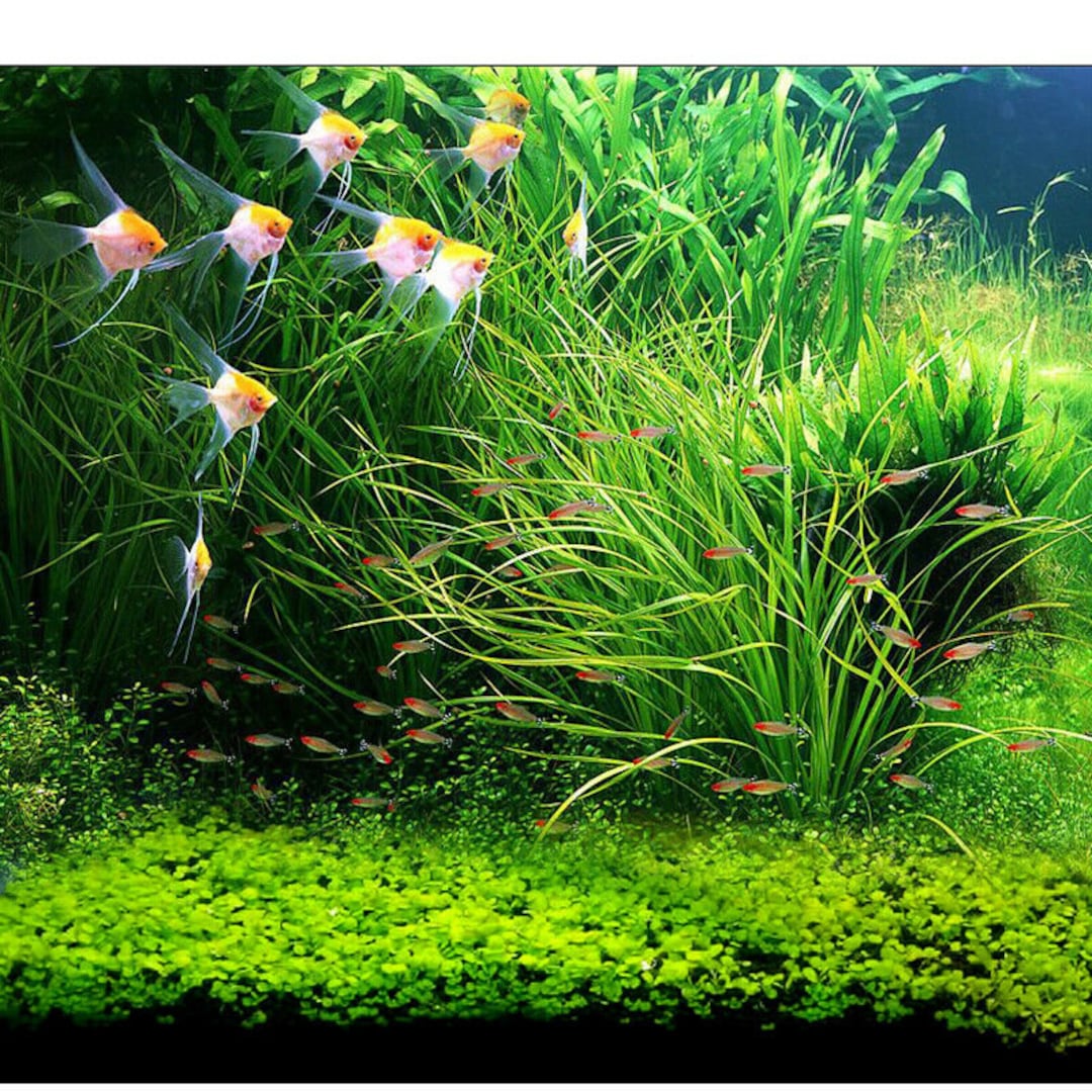 Aquarium Aquatic Seeds Garden Water Grass Plant Fish Tank