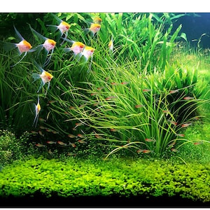 Artificial Grass Aquarium Water Lawn Ornament Aquatic - Temu