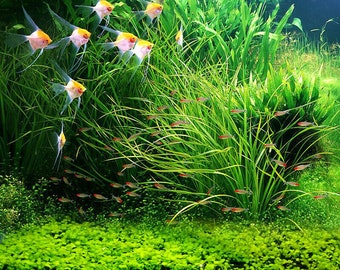 Aquarium Grass Seeds (Big Cow Hair Grass) Aquarium plant