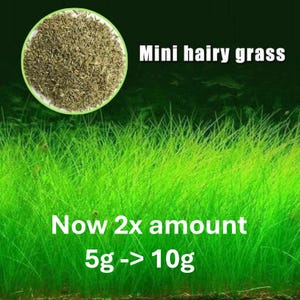 Small Cow Hair Aquarium Grass Seeds: Easy Carpet Plant