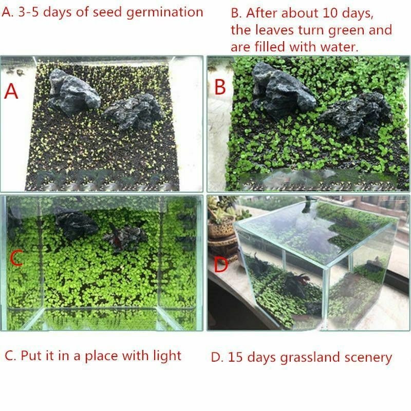 Aquarium Grass Seeds love Grass Aquarium Plant 5g Etsy