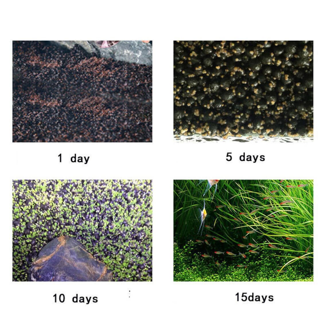 Aquarium Grass Seeds small Cow Hair Grass Aquarium Plant Etsy