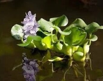 15 Live Water Hyacinth Baby Plants - Small Floating Plants For Aquarium, Pond, Koi