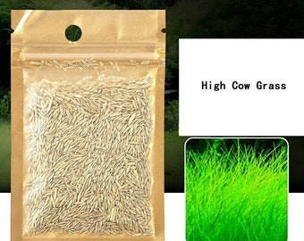 Graines d'herbe d'aquarium Big Cow Hair : plante facile pour tapis