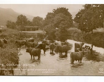 May include: Sepia-toned vintage postcard featuring a herd of Highland cattle wading in a river. The image includes a bridge, trees, and mountains in the background. Text at the bottom reads "The Cooling Waters" and a quote by Longfellow.