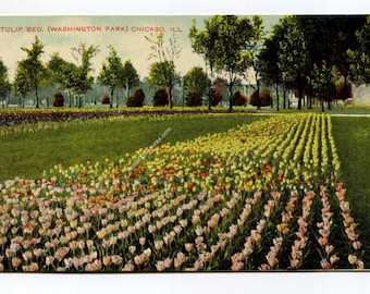 Tulip Bed Washington Park Chicago Illinois Postcard