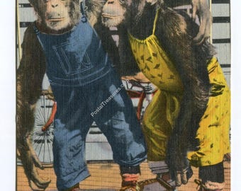 Chimpanzee Theatre in Zoological Park Detroit Michigan Postcard