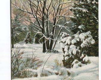 May include: A vintage postcard titled The Willows in Winter, M. A. C., Lansing, Mich. depicting a snow-covered landscape with bare willow trees, a dense evergreen tree laden with snow, and a small wooden fence in a quiet, wintry outdoor setting.